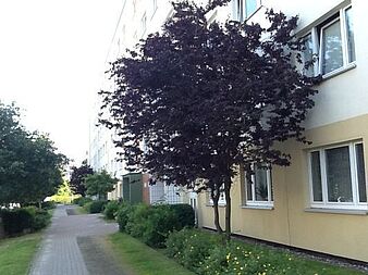 Bild zu 